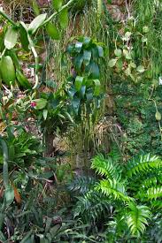The Fanstastical Botanical Gardens Copenhagen Justina Blakeney Botanical Gardens Jungle Gardens Beautiful Gardens