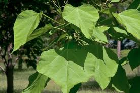 The indian bean tree (catalpa bignonioides) is also known as cigar tree or southern catalpa, and it originates from the southeastern united states and grows in usda zones 5 to 9. Catalpa Yale Nature Walk