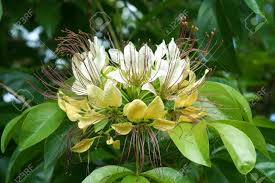 Image result for Crateva