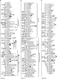 Image result for Erica kingaensis