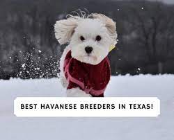 Browse havanese puppies for sale from 5 star breeders with uptown puppies. 6 Best Havanese Breeders In Texas 2021 We Love Doodles