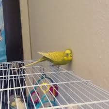 Bird Crying Like A Baby Video Pin By Micaela Tudor On Bird Budgies Pet Birds Parakeet Budgies