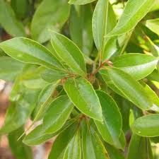 Image result for Cryptocarya transvaalensis