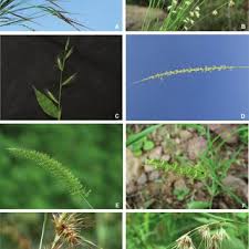 Image result for Tetrapogon tenellus