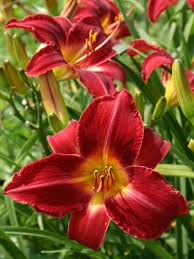 The evergreens are typically better for warm or cooler climates, and those that go dormant are better for colder climates. How To Plant And Grow Daylilies Hgtv