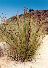 Image result for Juncus punctorius