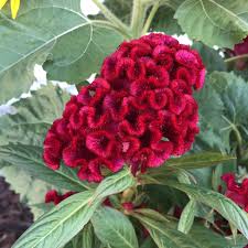 Image result for Celosia nervosa