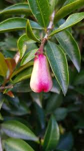 Image result for Syzygium rowlandii