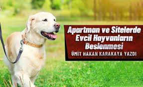 Umit Hakan Karakaya Apartman Ve Sitelerde Evcil Hayvanlarin Beslenmesi Son Dakika Haber