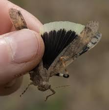 Image result for Dissotis trothae