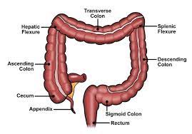 The colon removes water, salt, and some nutrients forming stool. The Colon What It Is What It Does Ascrs