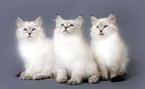 Most cheetahs, for example, are the common spotted variety, but a few rare. Cat Coat Colors And Patterns Thecatsite Articles