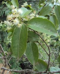 Image result for Scolopia stolzii