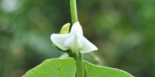 Image result for Phaseolus lunatus