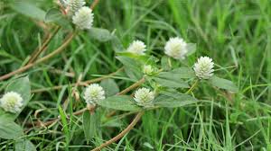 Image result for Gomphrena celosioides