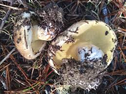 Image result for Suillus wasatchicus