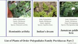 Image result for Antrophyum mannianum