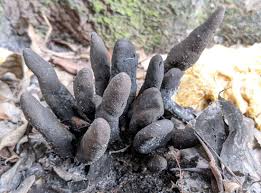 Image result for Xylaria polymorpha