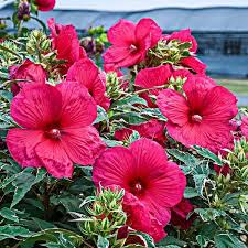 Image result for Hibiscus meyeri