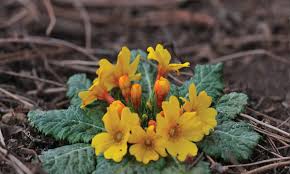 Image result for Polysphaeria harrisii