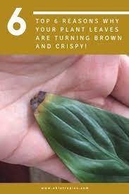 Are Your Plant Leaves Turning Brown And Crispy Plant Leaves Turning Plant Leaves Turning Brown Plant Leaves