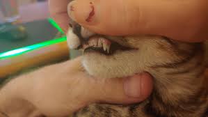 Just like puppies, kittens lose their baby teeth. My Kitten S Double Fang Teeth Oddlyterrifying