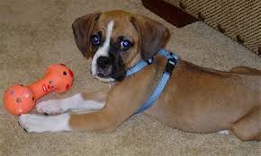He does not bark much when he is excited or scared. Boxer Beagle Mix A K A Boggle Dog Breed Info Characteristics And Pictures Animalso