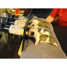 Pet Nursing Station Feeding Puppy Puppy Supplies Pet Hotel