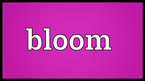Bloom Meaning Youtube