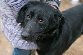 I noticed today that my dog's neck is swollen, and there are a few lumps on it. Swelling Of The Salivary Gland In Dogs Symptoms Causes Diagnosis Treatment Recovery Management Cost
