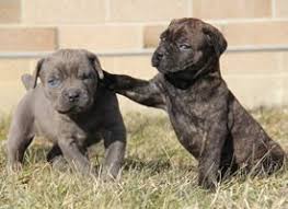 Mar 30, 2021 · laurkim is based in medina ohio and specializes in labrador dog breeding. Cane Corso Puppies Available For Sale In Ohio Cane Corso Puppies Cute Dogs And Puppies Puppies