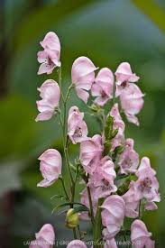 Pin On Aconite Monkshood Wolfsbane Flowers