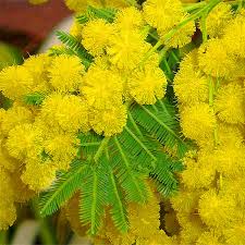 The foliage remains appealing all year round. Egrow 20pcs Pack Golden Mimosa Seeds Garden Plants Acacia Baileyana Yellow Wattle Tree Flower Seeds