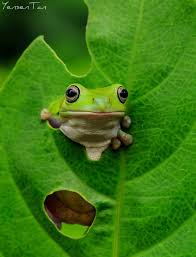 pin von svenja ruhe auf animals flamboyant frogs baumfrosch niedliche frosche amphibien