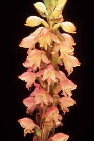 Image result for Satyrium coriophoroides