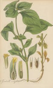 Image result for Pycnostachys coerulea