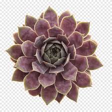 Succulent plant with purple flowers. Succulent Plant Houseleek Echeveria Stonecrop Gasteria Plant Purple Violet Png Pngegg