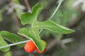 Image result for Corallocarpus welwitschii