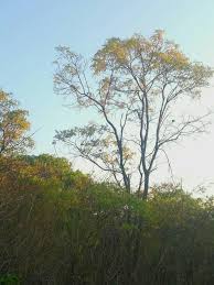 Image result for Dalbergia boehmii