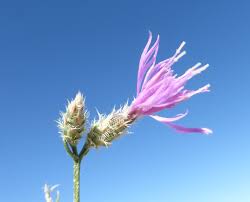 Image result for Xerophyta squarrosa