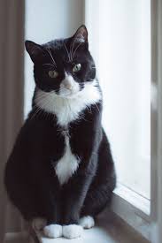 Pin By Diana Pilot On Buckingham The Cat Cats And Kittens Wild Cats Cool Cats