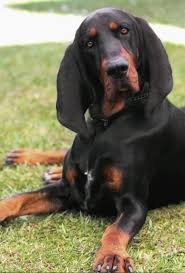 We use cookies to capture information such as ip addresses and tailor the website to our clients' needs. Redbone Coonhound Puppies For Sale Uk Aspen Agenda