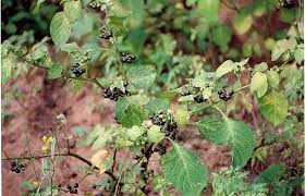 Image result for Solanum scabrum