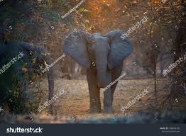 Animal Scene From Mana Pools National Park Direct View African Elephant Met On Walking Safari African Bush Ele Animals Wildlife Photography Wildlife Animals