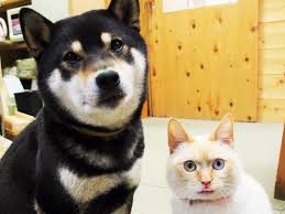 カラスに襲われていた仔猫 救ってくれた犬を母と慕い 成長 Sippo シッポ