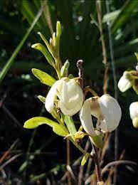 Florida native wildflowers, landscaping shrubs, trees, and grasses for attracting butterflies, hummingbirds, pollinators, and other wildlife. Home Native Butterfly Flowers