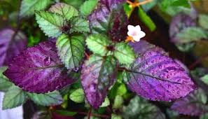 Considering this, are purple waffle plant poisonous to cats? How To Grow Purple Waffle Plant Urbanorganicyield Com