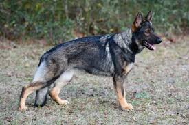 One is the dominant (expressed) gene, and that is the color that the dog is. Csos Yop3 6gsm