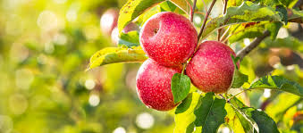 Apple (Pink Lady)