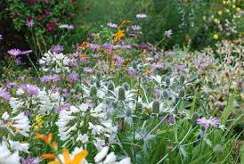 Eryngium Verbena Agapanthus Great Dixter Country Cottage Garden Plant Combinations Plants